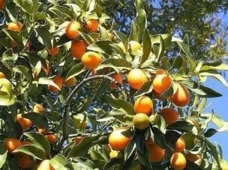 Kumquat