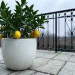 Quando il limone in vaso comincia a soffrire il freddo