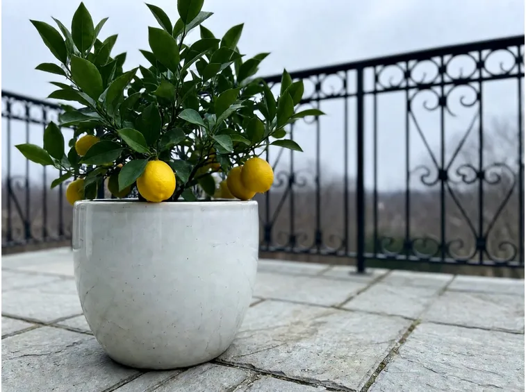 Quando il limone in vaso comincia a soffrire il freddo