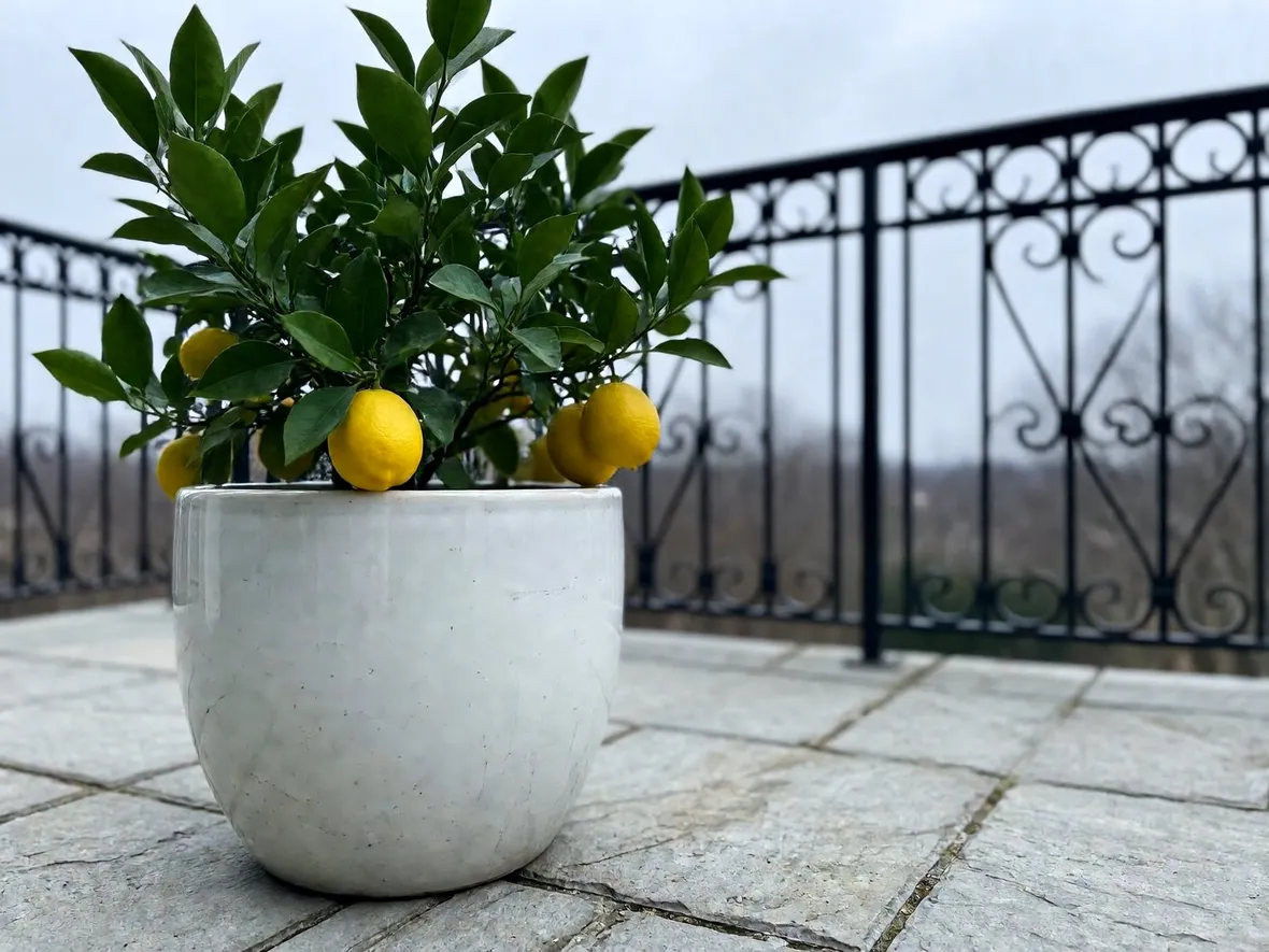 Quando il limone in vaso comincia a soffrire il freddo
