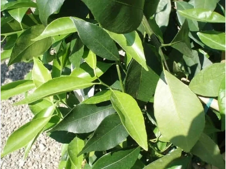 Mandarino-8