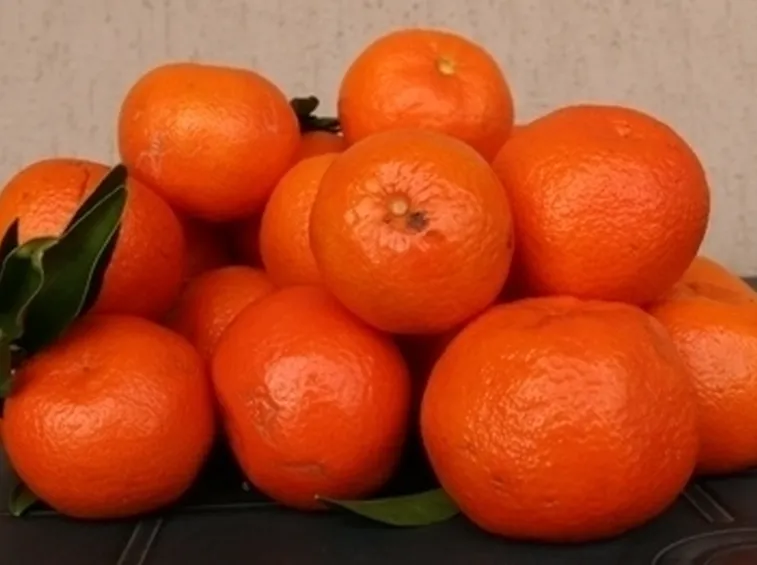 Mandarino