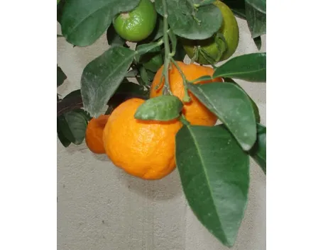 Olio essenziale arancio
