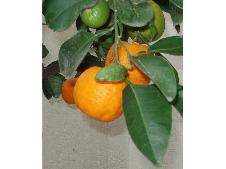 Olio essenziale arancio
