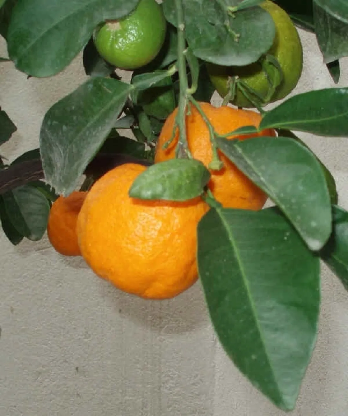 Olio essenziale arancio
