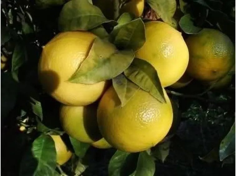 Olio essenziale bergamotto 