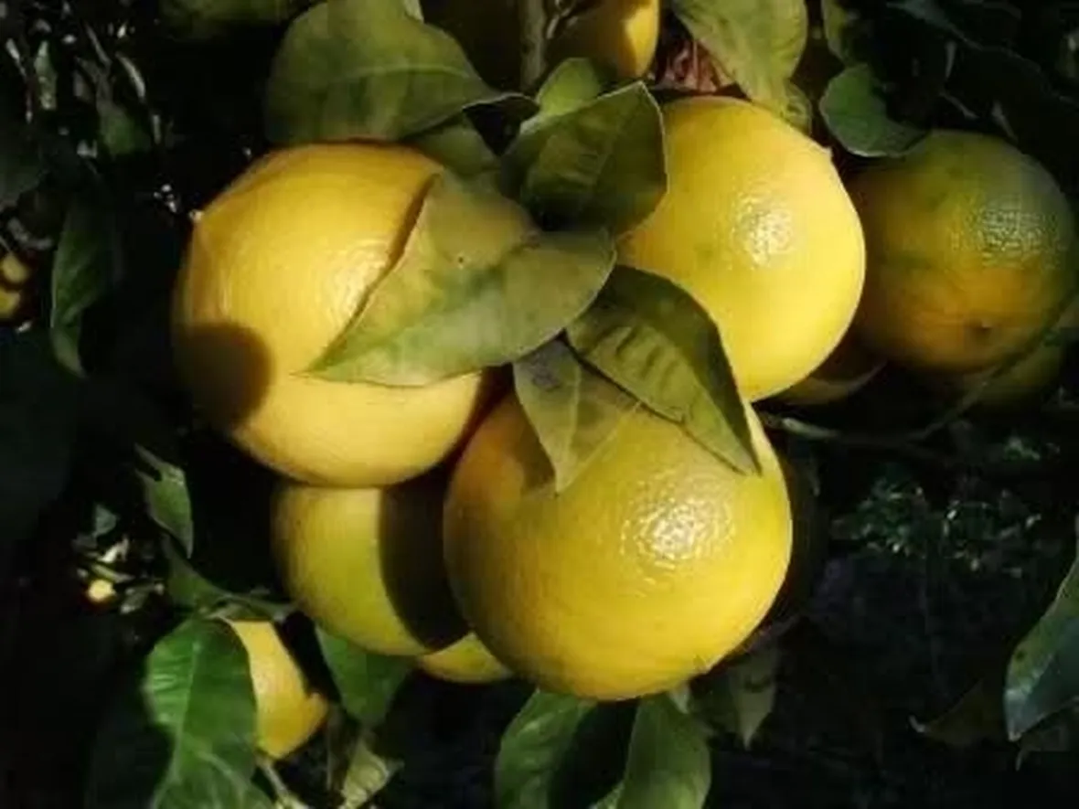 Olio essenziale bergamotto 