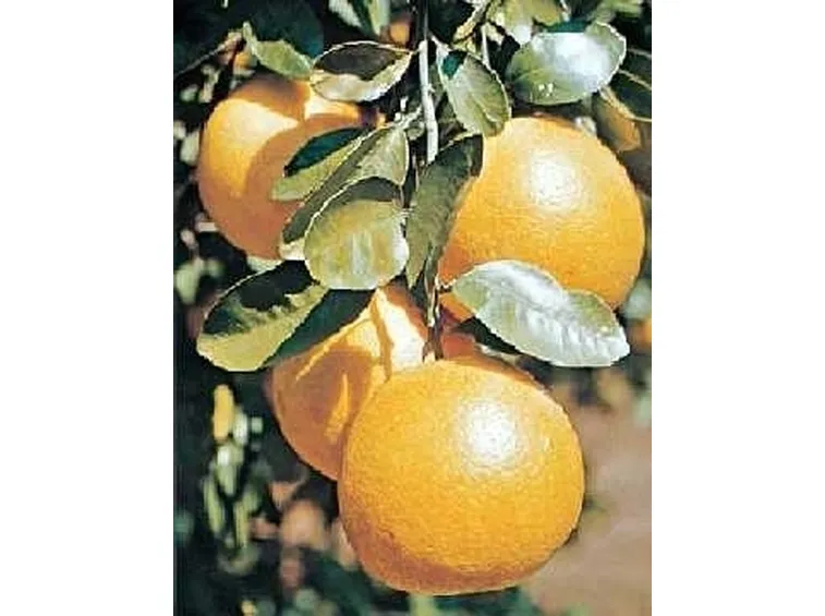 Pompelmo-5