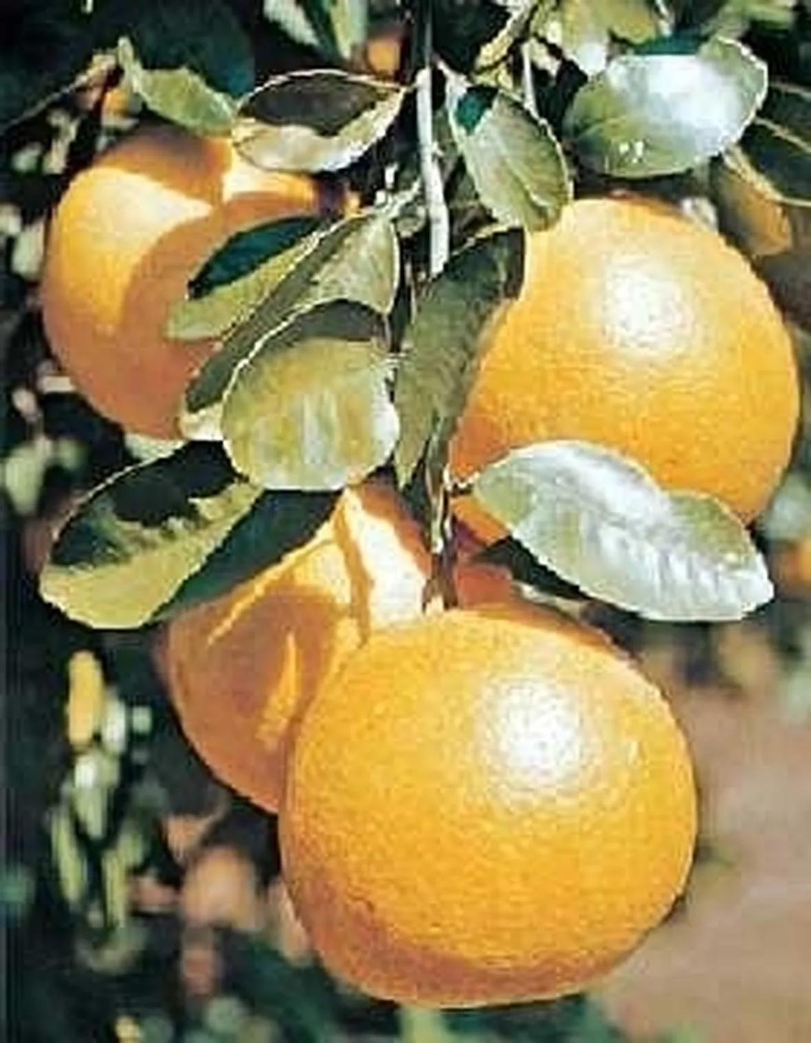 Pompelmo-5