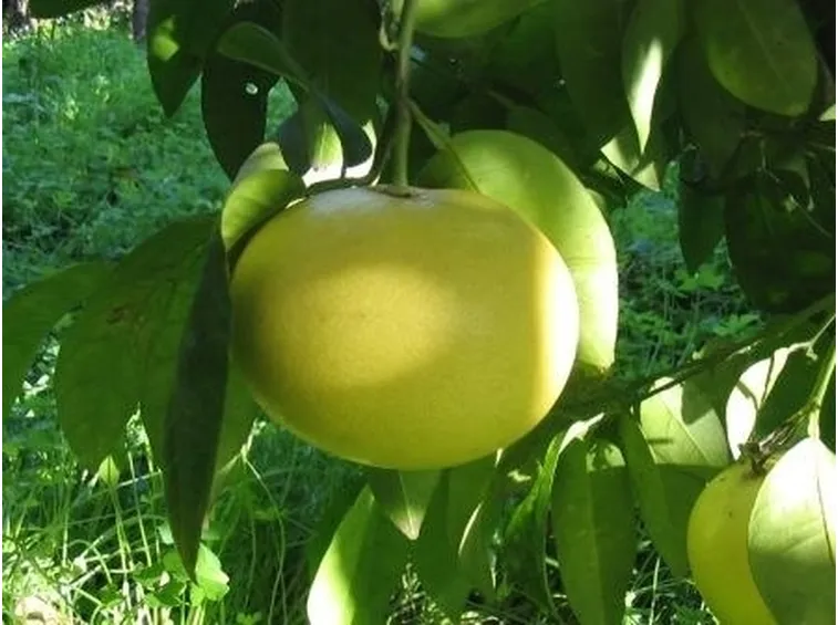 Pompelmo