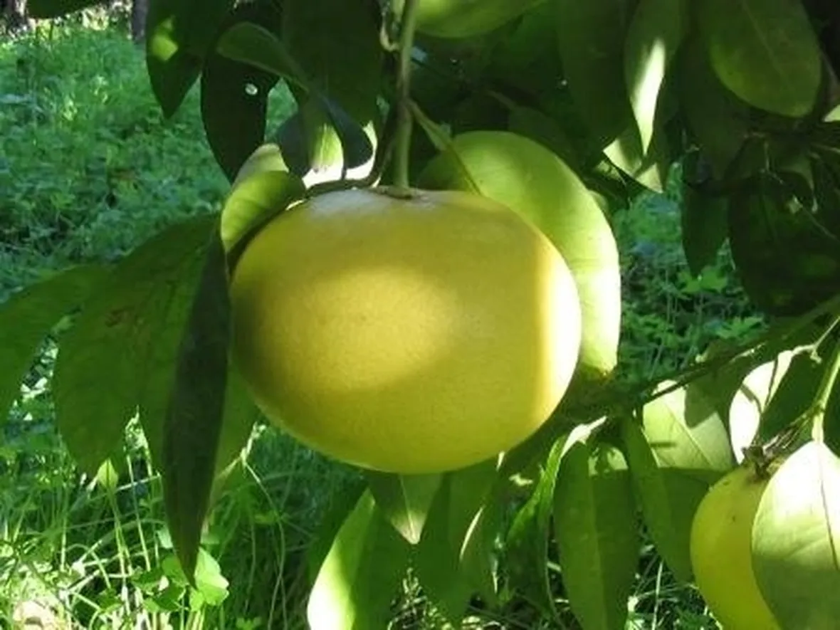 Pompelmo