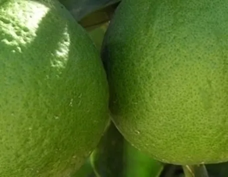 Quando l’olio essenziale di Bergamotto non va usato