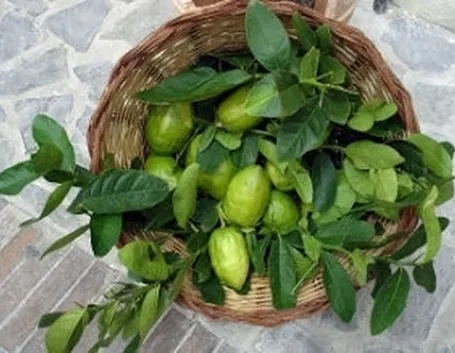 Risposta : Cedro in vaso