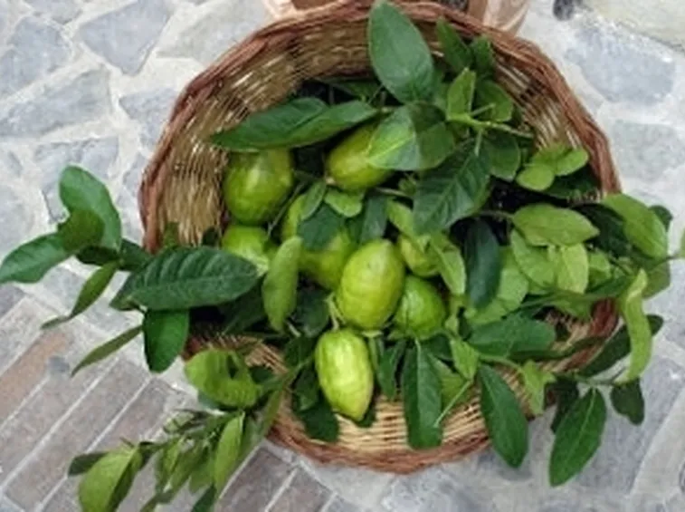 Risposta : Cedro in vaso
