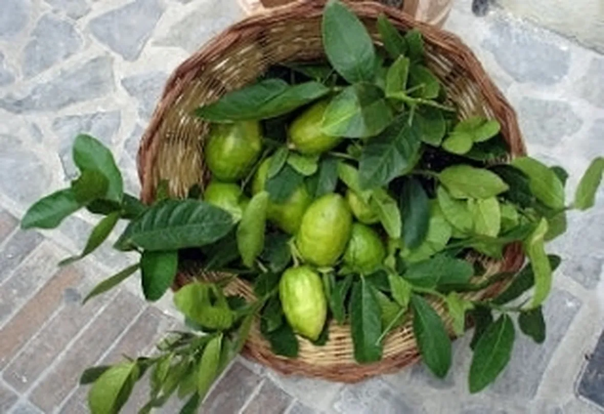 Risposta : Cedro in vaso