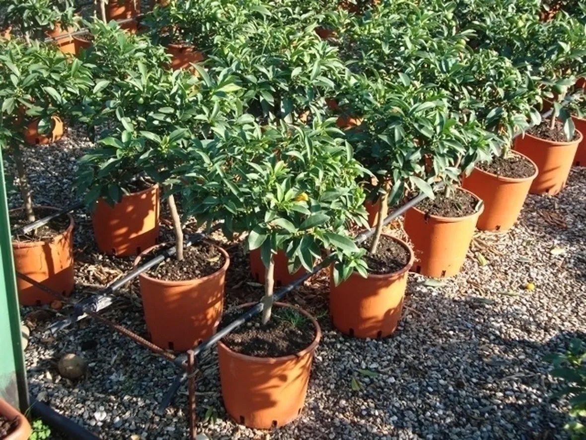 Risposta : kumquat