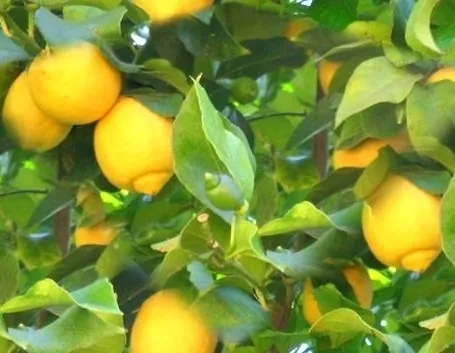Risposta: Limone con cocciniglia