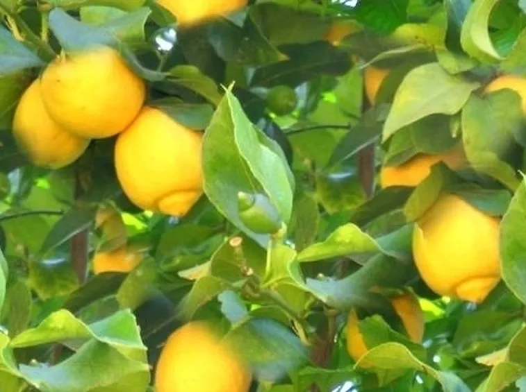 Risposta: Limone con cocciniglia