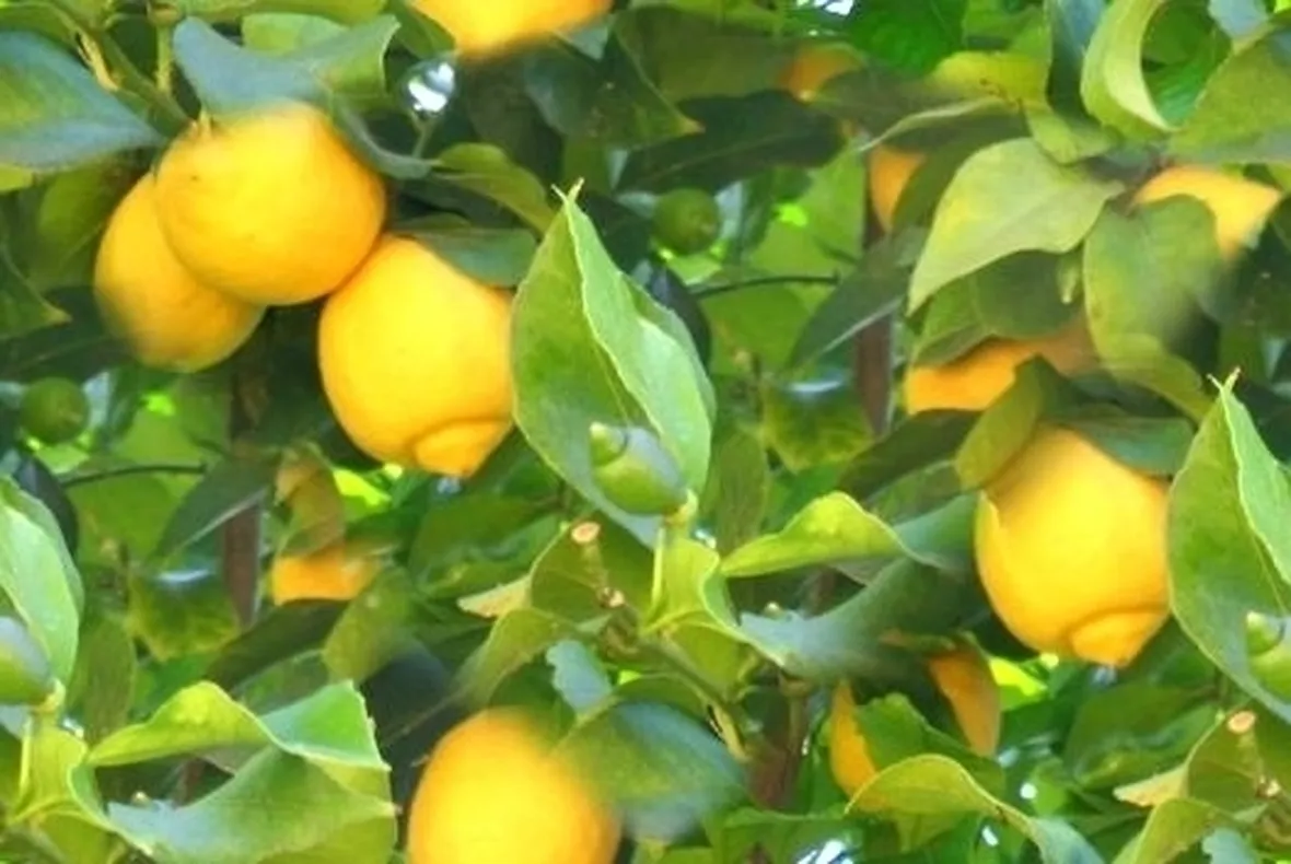 Risposta: Limone con cocciniglia
