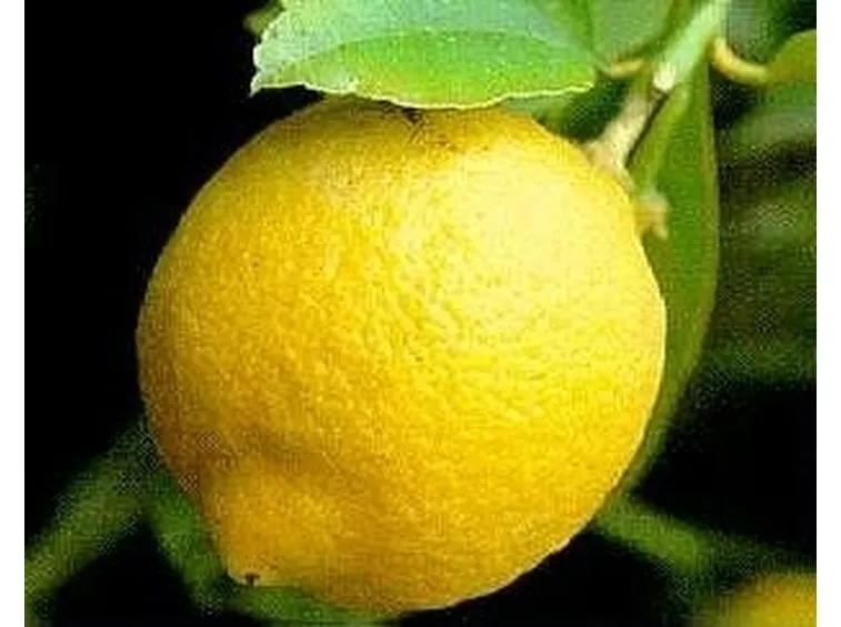 Risposta: Phytophthora del Limone?