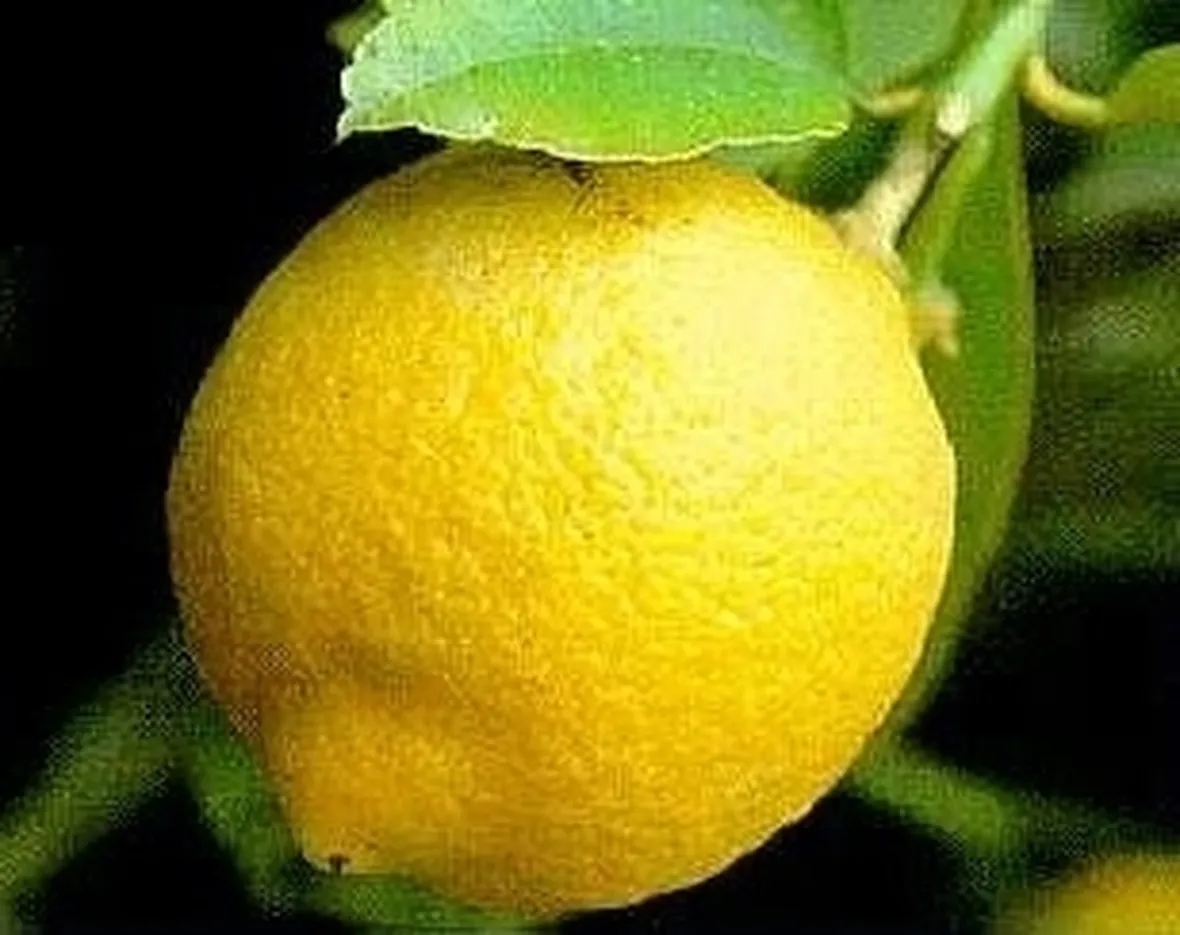 Risposta: Phytophthora del Limone?