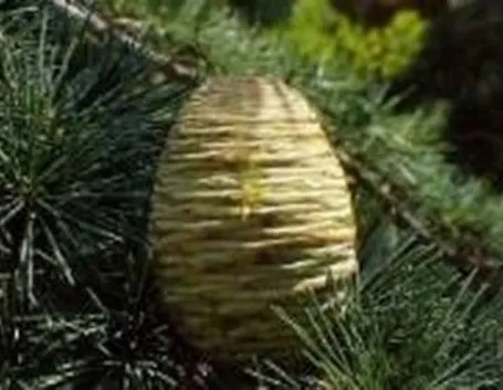 Sviluppo del cedro