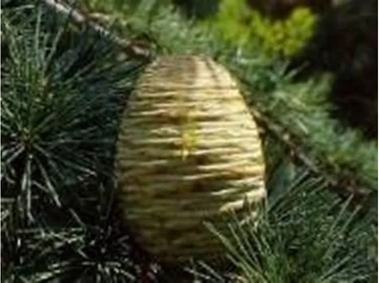 Sviluppo del cedro