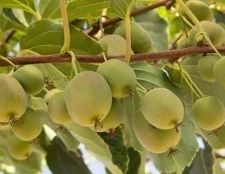 Actinidia-4
