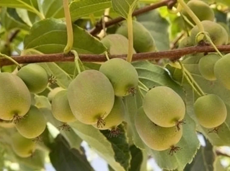 Actinidia-4