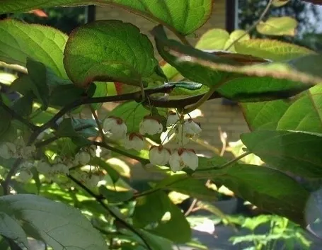 Actinidia-5