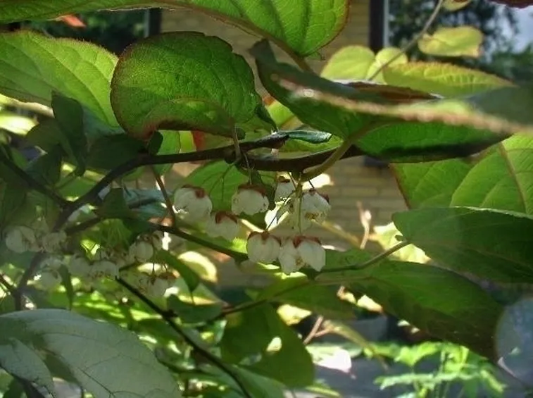 Actinidia-5