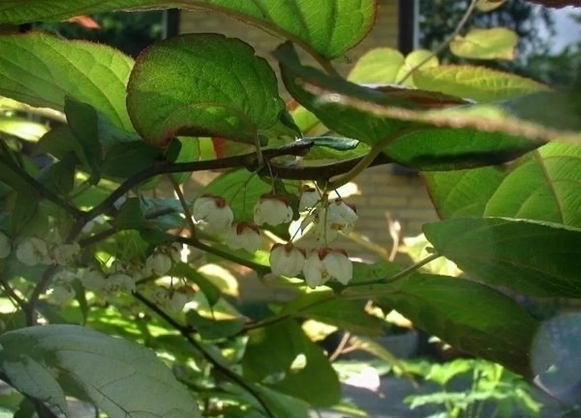 Actinidia-5
