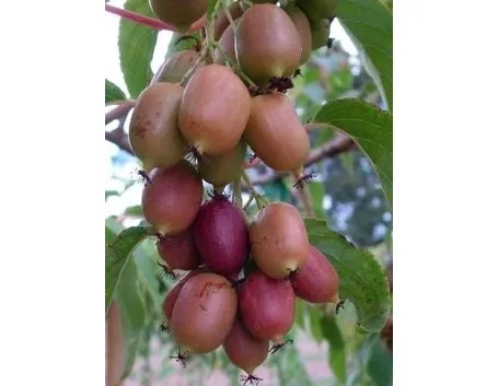 Actinidia-6