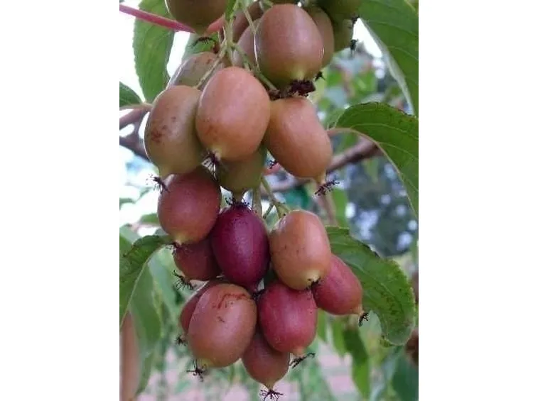 Actinidia-6
