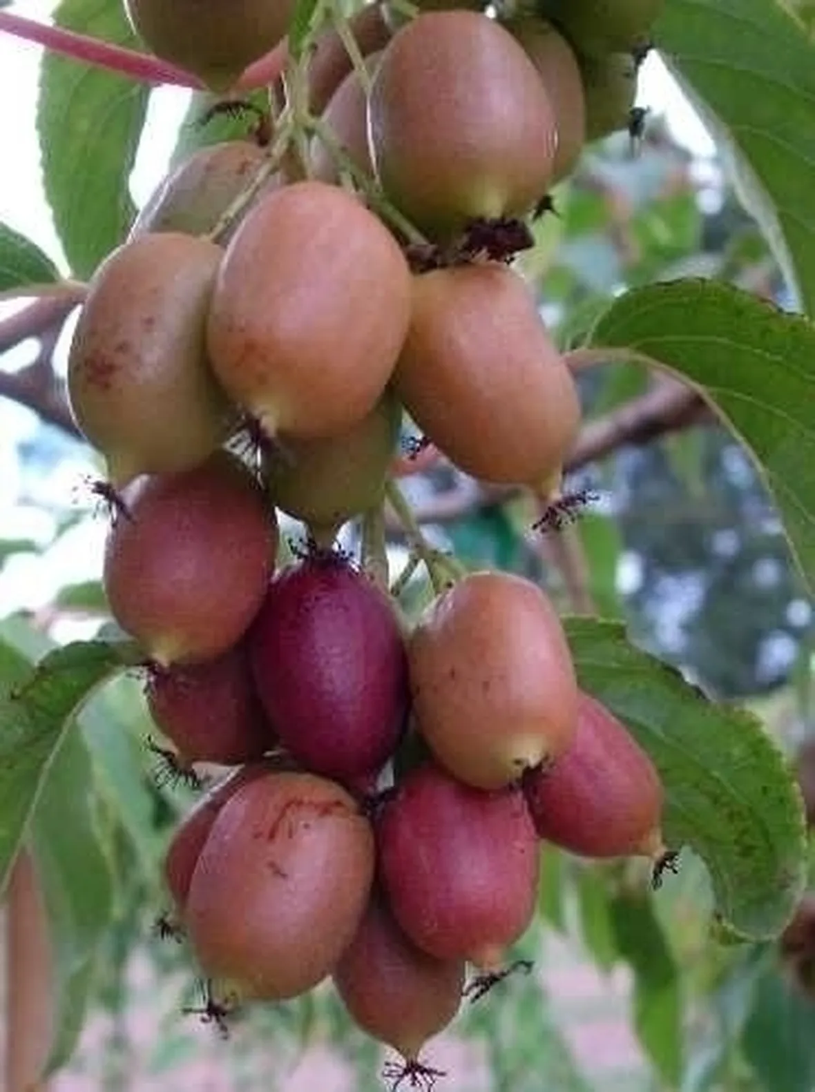 Actinidia-6