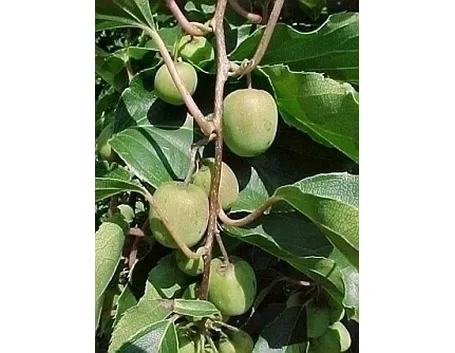 Actinidia-7