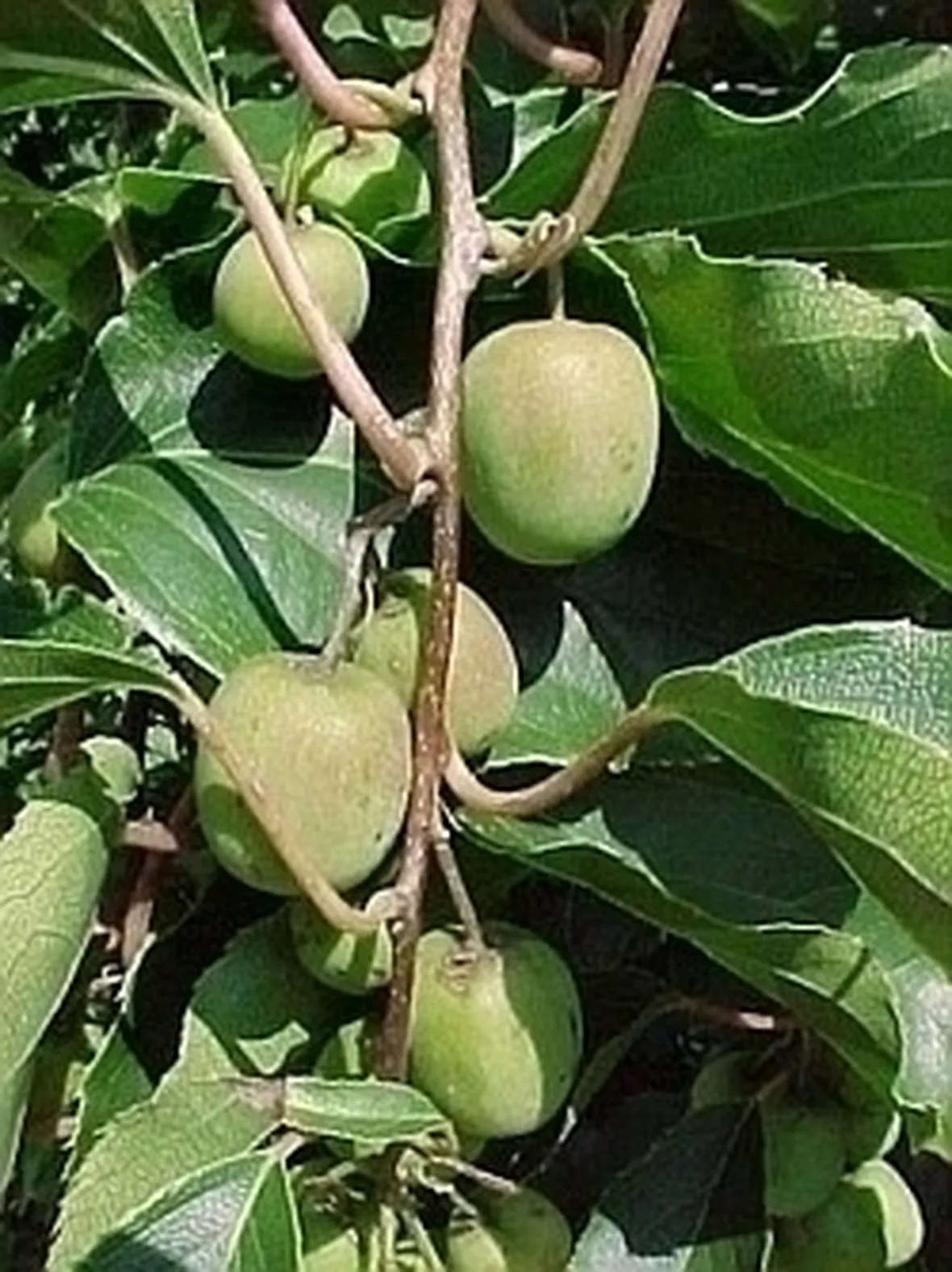 Actinidia-7