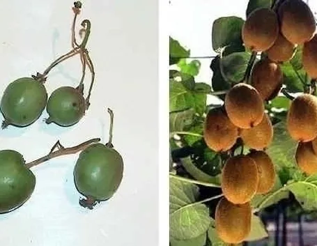 Actinidia-8