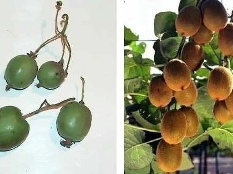 Actinidia-8
