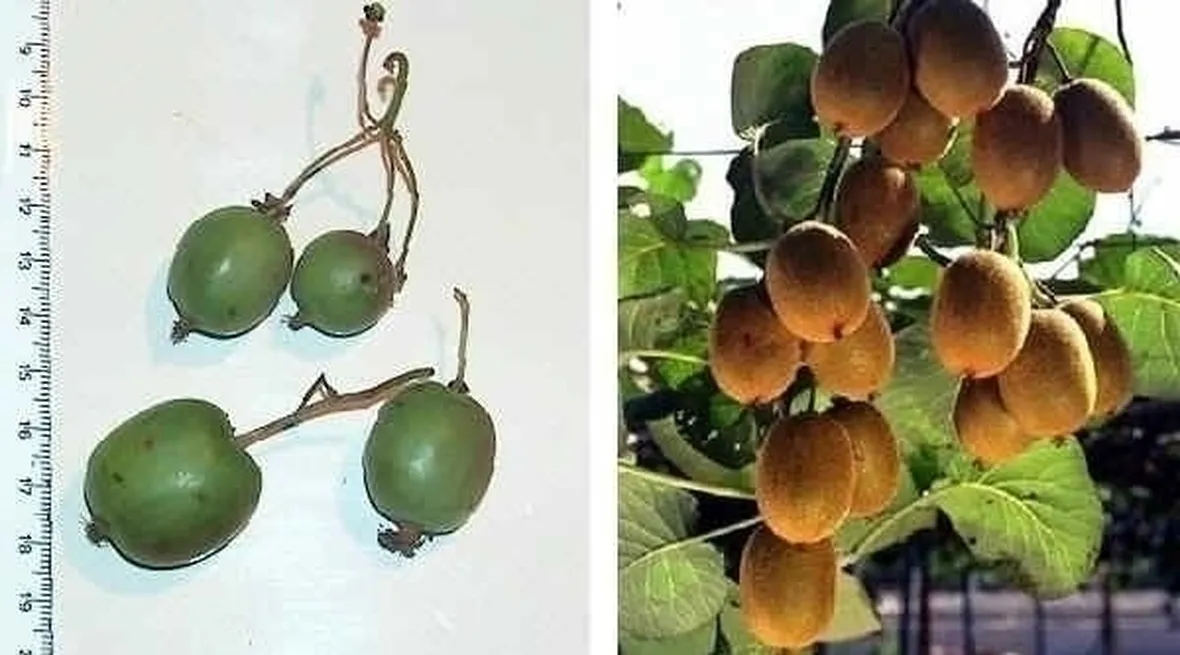Actinidia-8