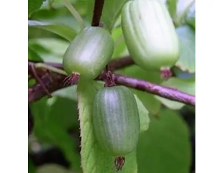 Actinidia-9
