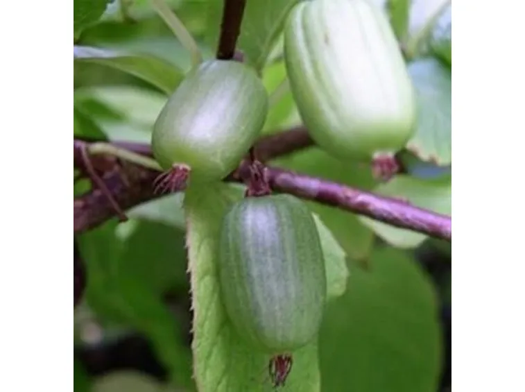 Actinidia-9