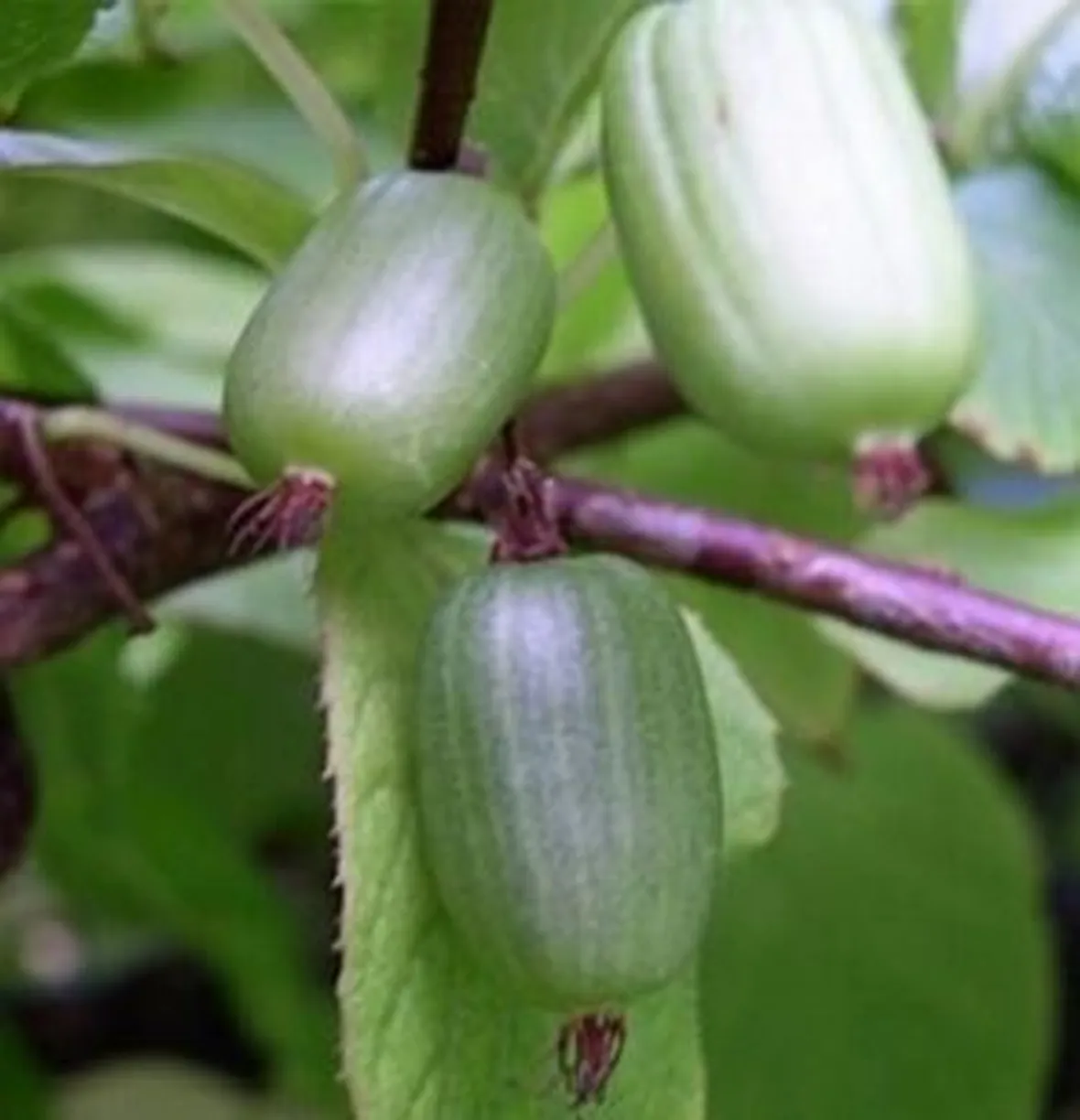 Actinidia-9