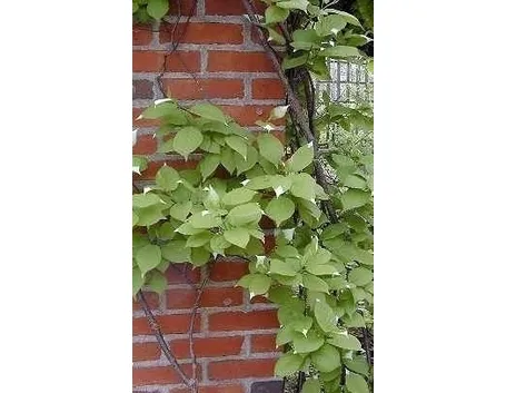 Actinidia