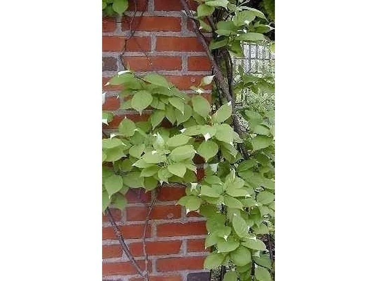 Actinidia