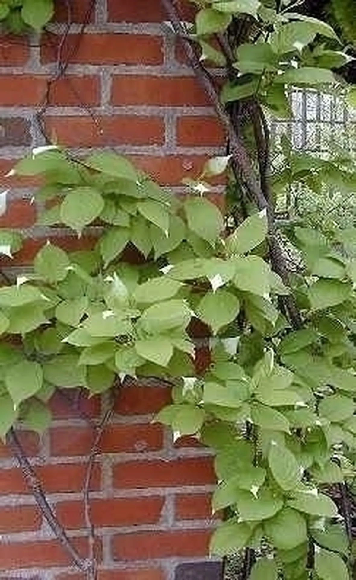 Actinidia