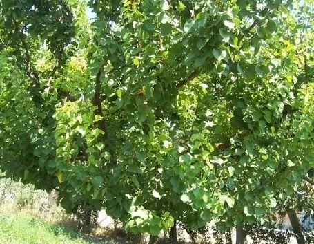 Albicocco
