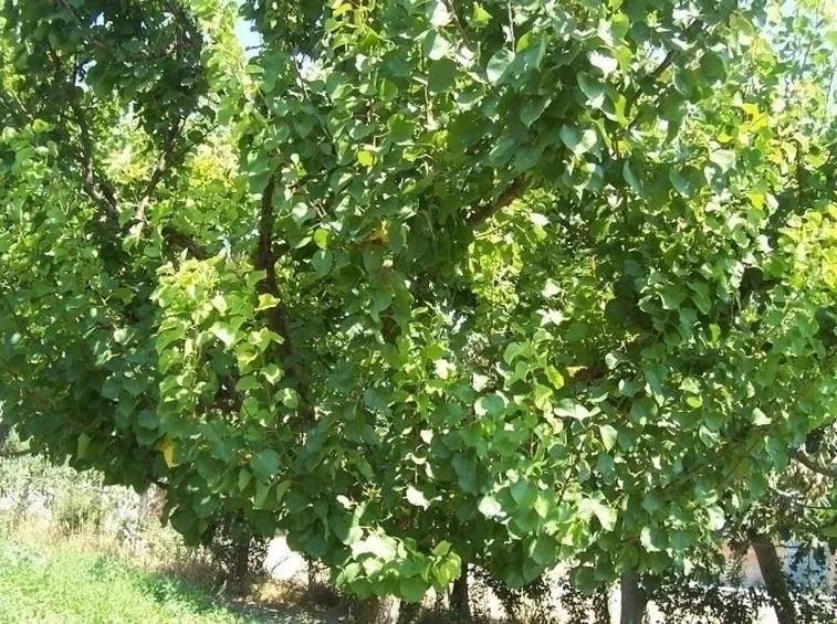Albicocco