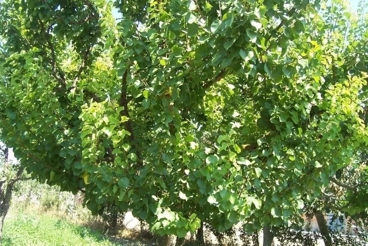 Albicocco