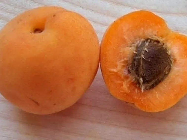 Albicocco